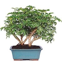 Brussel’s Live Hawaiian Umbrella Indoor Bonsai Tree – 8 Yrs Old; 10″-14″ Tall